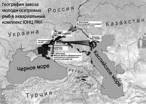 География доставки молоди осетровых рыб в аквариальный комплекс ЮНЦ РАН