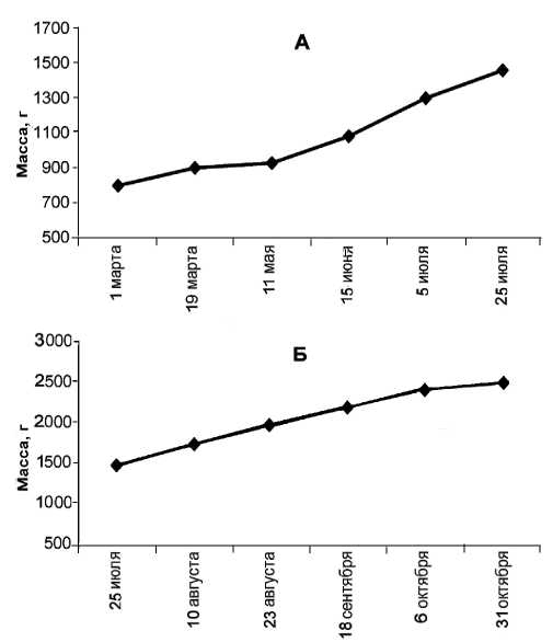 Динамика роста массы бестера в период с марта по июль (А) и с июля по октябрь (Б)