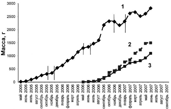 Сезонные изменения массы осетровых рыб: 1 — гибрид, 2 — белуга, 3 — стерлядь
